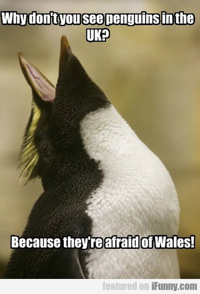 Why Don't You See Penguins In The Uk? Because..