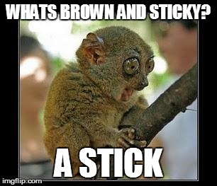 monkey with stick