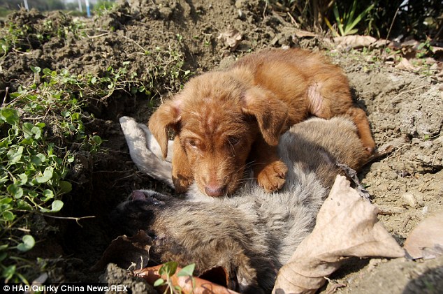 Even when a hole was dug for her body, her brother jumped in and refused to leave.