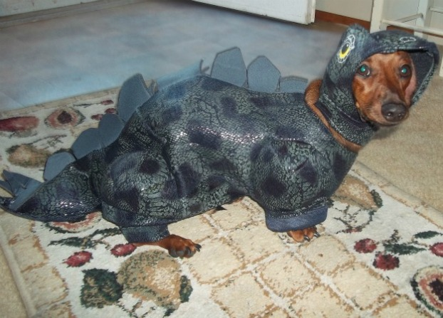 8.) Dachshunds are one of the most popular breeds in America.