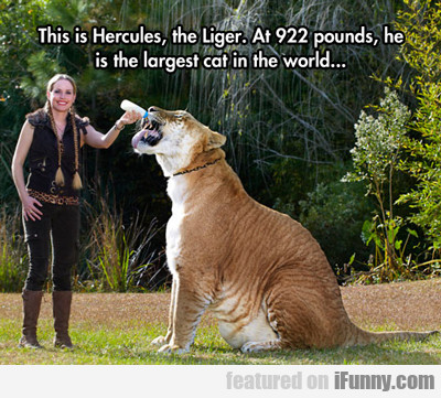 This Is Hercules...