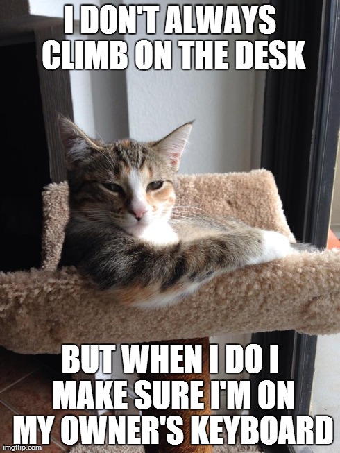 Most interesting cat in the world