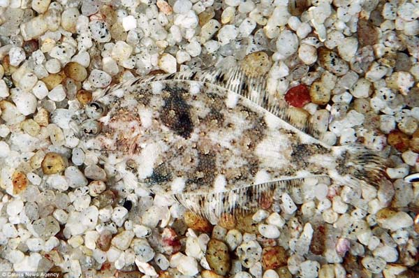 3.) This fish didn't flounder in camouflage class.