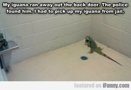 My Iguana Run Away Out The Back Door