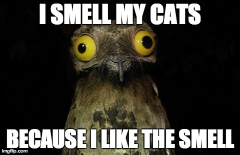 cat smells
