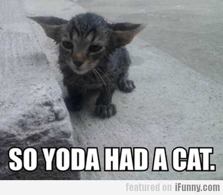 So Yoda Had A Cat
