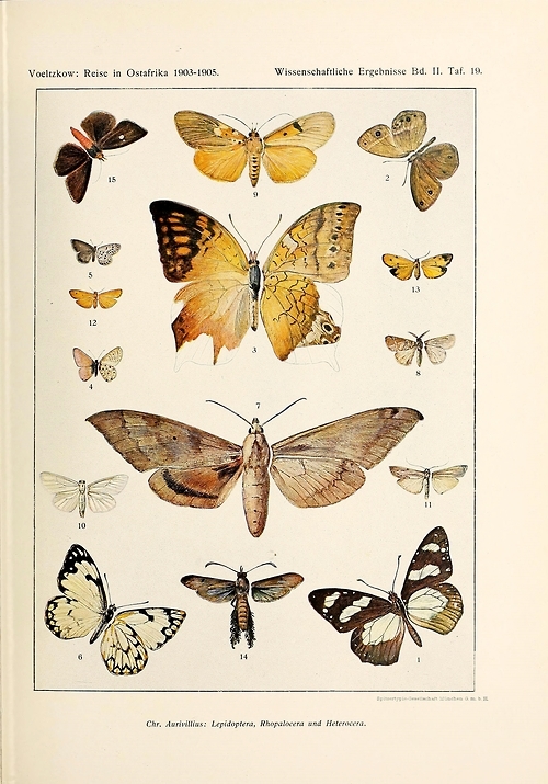 Moths from the early 1900's.