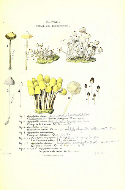 Some mushrooms from 1855.