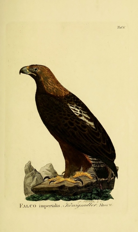 Majestic falcon from a book documenting the birds of Germany.