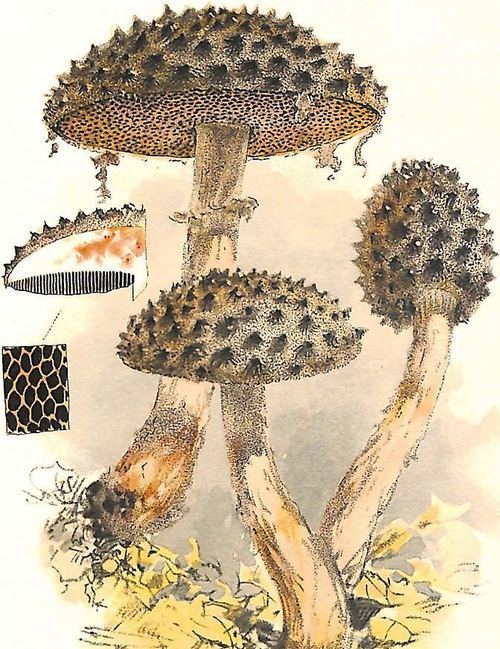I do not want to step on these mushrooms. From 1895.