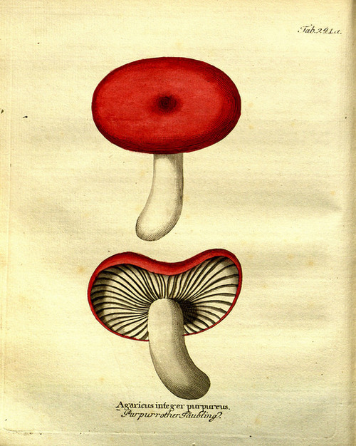 More mushrooms because why not. From 1822.