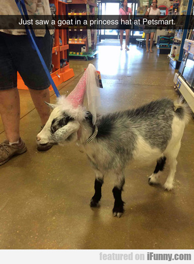 Just Saw A Goat In A Princess Hat At Petsmart...