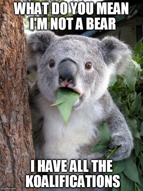Surprised Koala