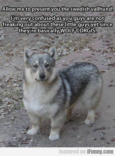 Allow Me To Present You The Swedish Vallhund