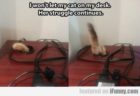 I Won't Let My Cat On My Desk