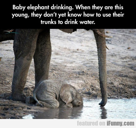 Baby Elephant Drinking. When They Are This Young..
