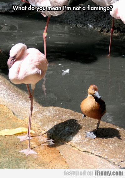 What Do You Mean I Am Not A Flamingo?