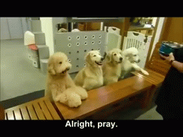 Dogs Pray before eating